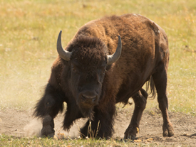 bison